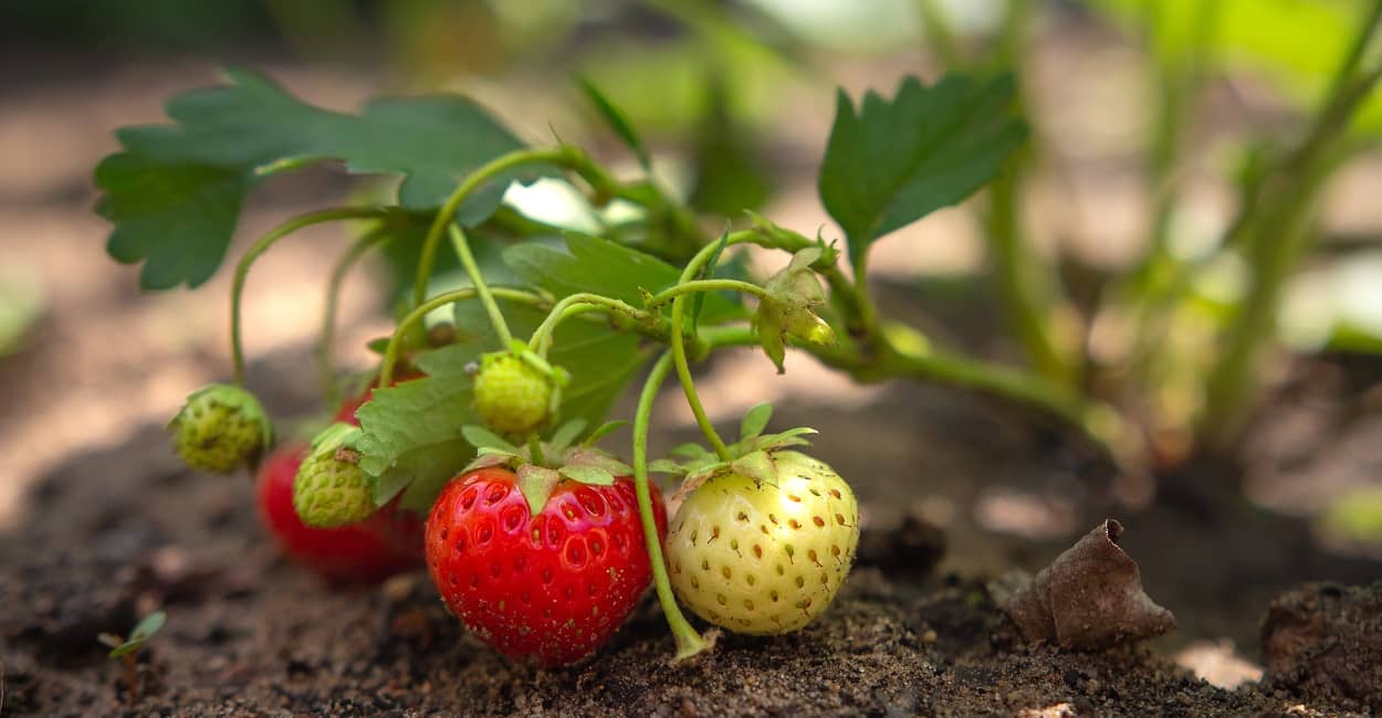 Erdbeeren im Garten anbauen