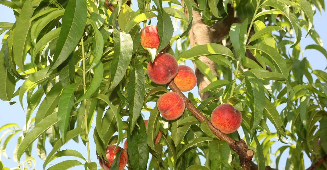 Ein Pfirsichbaum im Garten