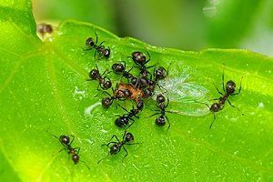 Ameisen im Garten bekämpfen
