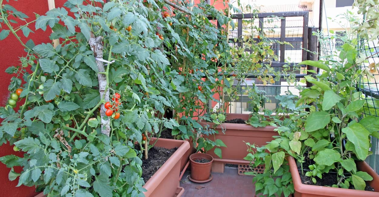 Gemüse auf dem Balkon ziehen - z.B. Tomaten