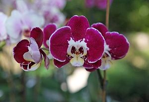 Eine Orchidee im Garten