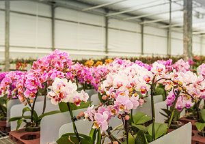 Orchideen in einer Verkaufshalle