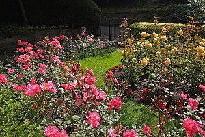 Ein Rosengarten