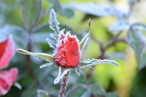 Rosen im Herbst bei Frost
