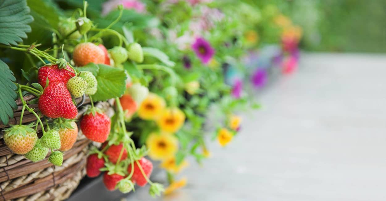 Gartenarbeit im Mai: u.a. Erdbeeren und Blumen pflanzen