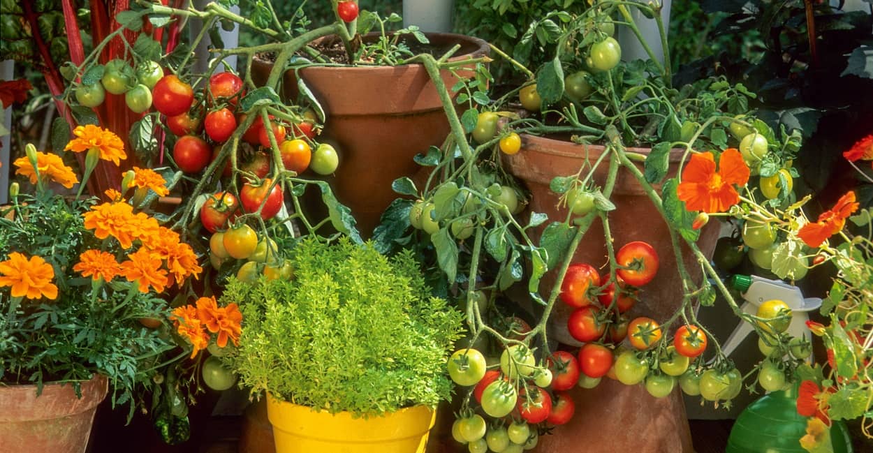 Tomaten als Topfpflanzen