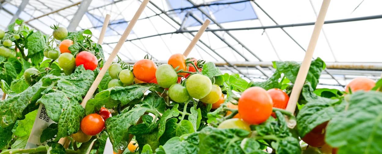 Holzstäbe als Rankhilfen für Tomatenpflanzen