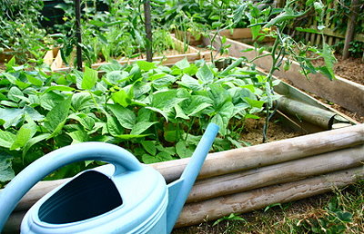 Bohnen im Garten und eine Gießkanne