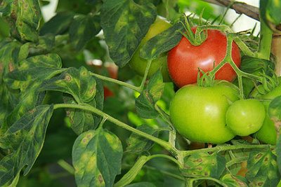 Tomatenstrauch mit gelben Blättern