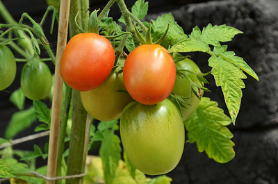 Tomaten sollten gestützt werden