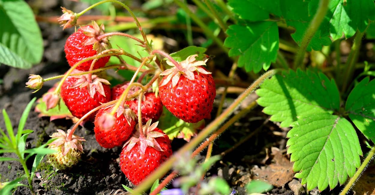 Erdbeeren pflegen