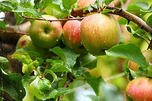 Apfelbaum mit reifen Äpfeln