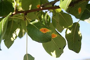 Blätter mit Birnengitterrost