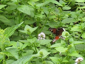 Schmetterlinge im Garten