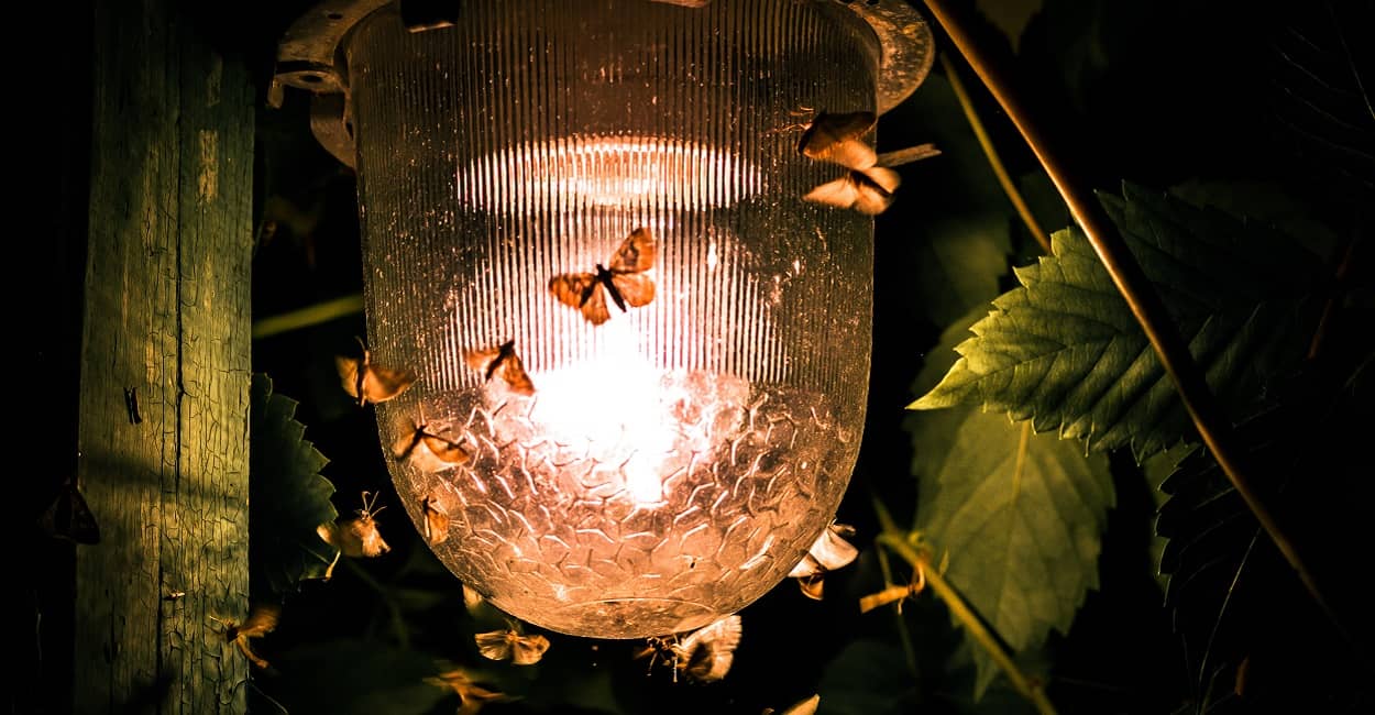 Insektenfreundliche Beleuchtung