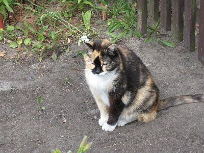 Katze am Gartenzaun