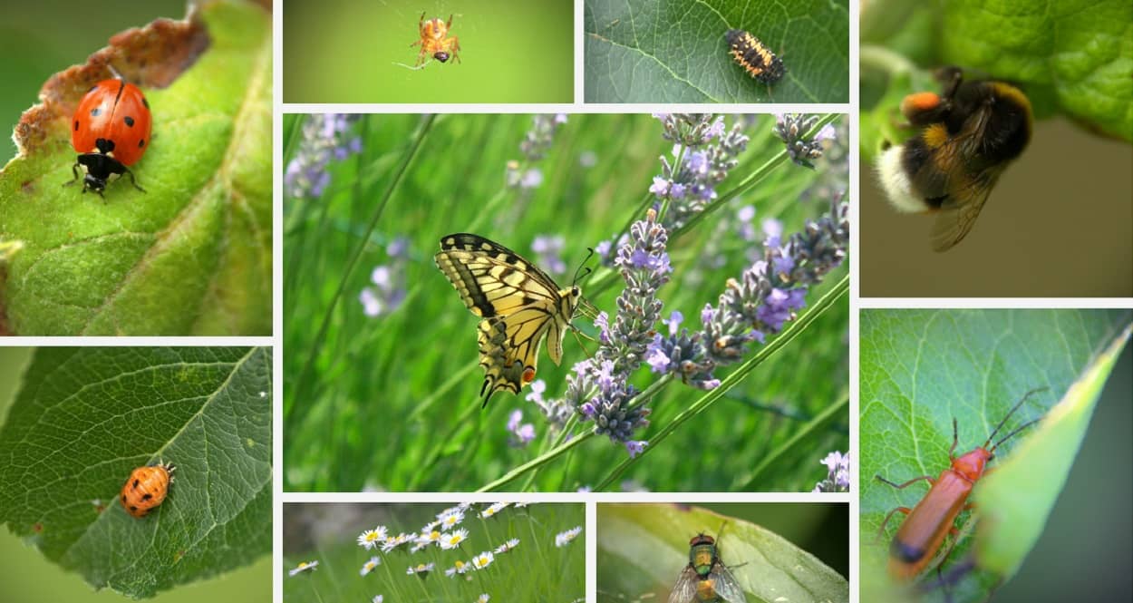 Tiere im Garten: z.B. Marienkäfer, Schmetterling