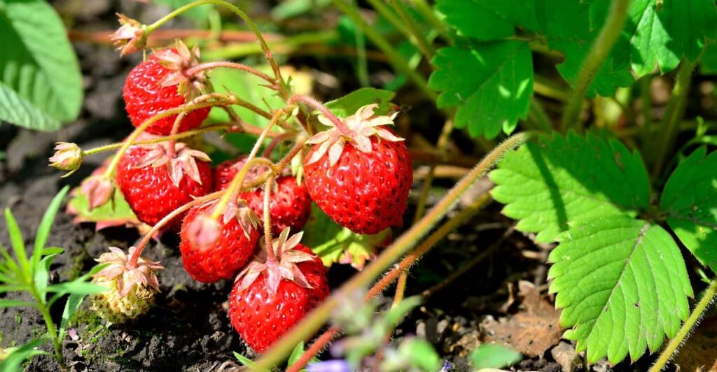 Erdbeeren pflegen