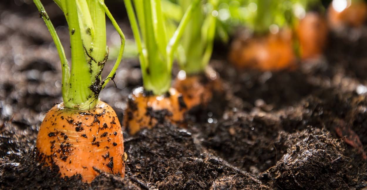 Karotten im Garten anbauen