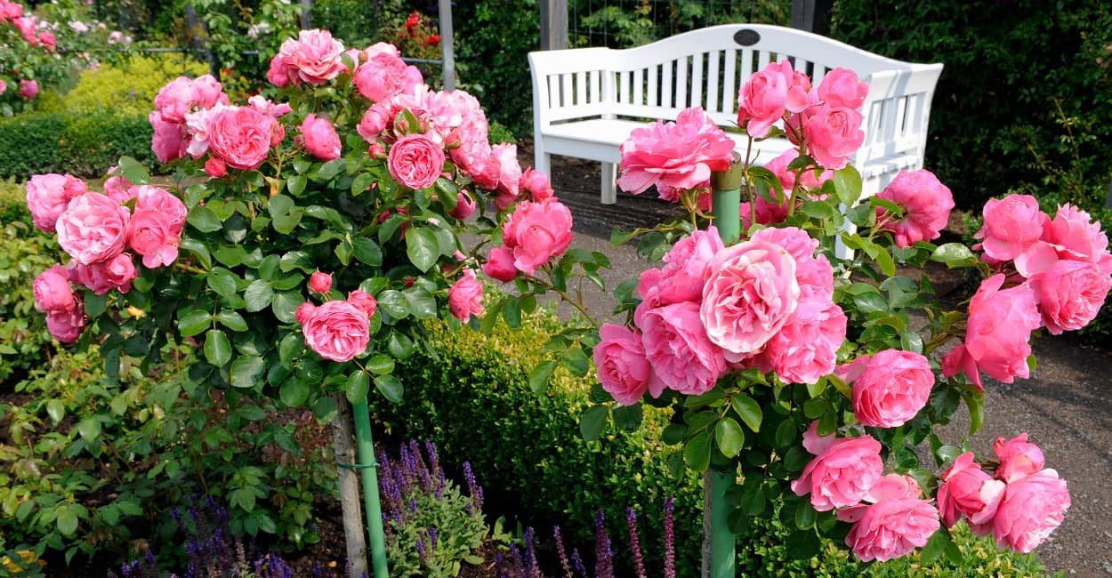 Einen romantischen Garten anlegen