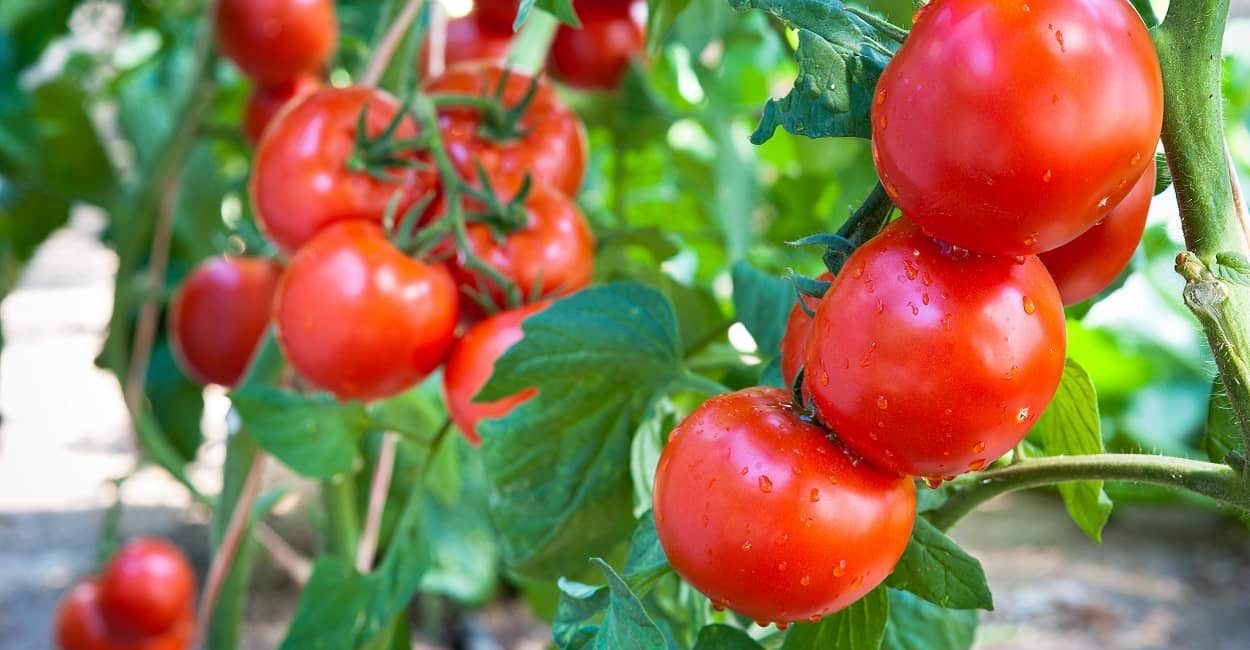 Viele Tomaten an einem Strauch